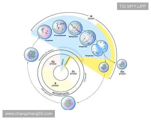 百万开奖号码背后的概率奥秘与趋势分析